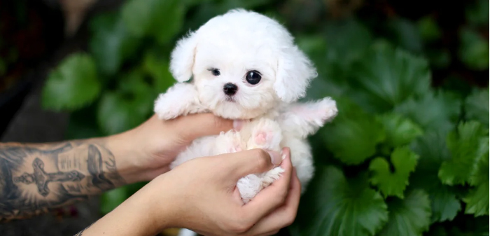 Bichon Frise tiny dog picked up in hands 