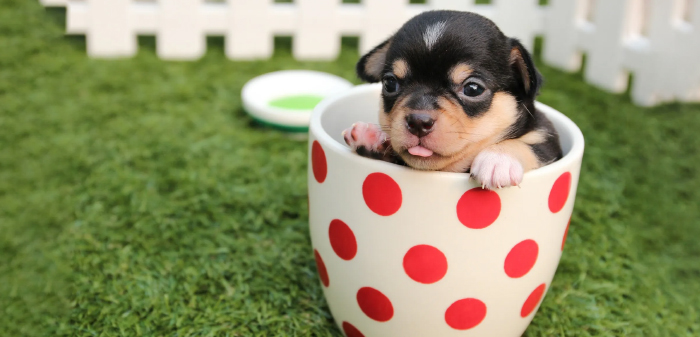 Tiny Chihuahua Breed Dog in the Teacup 