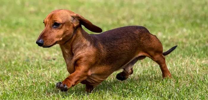 Small Dachshund dog running in the garden