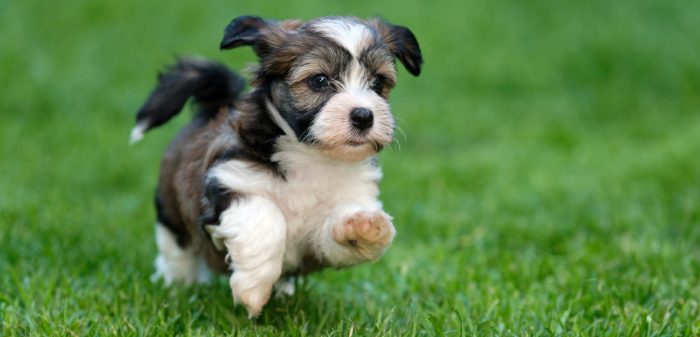 Teacup size Havanese dog playing in the garden