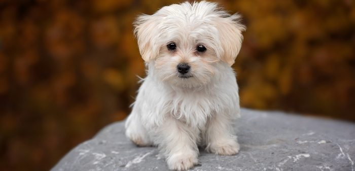 Small Maltese sitting on a stone