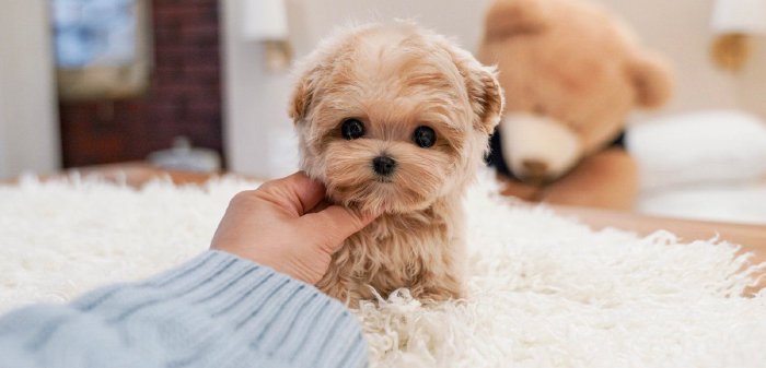 Tiny Maltipoo makeover 