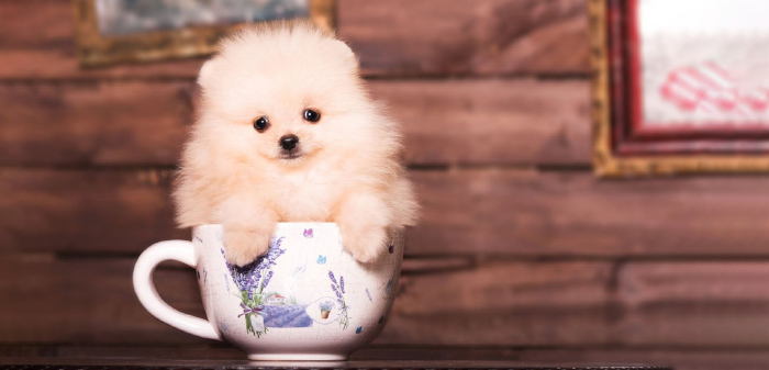Dog breed Pomeranian in a Fancy Teacup