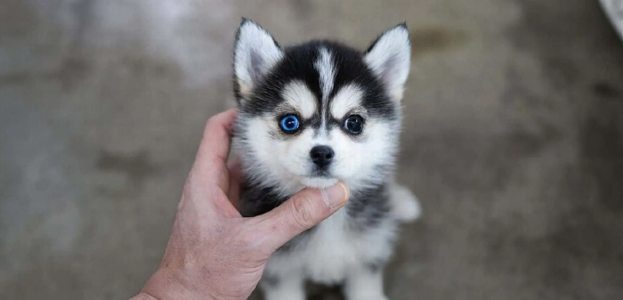 Small Pomsky ready to pose for a photograph 
