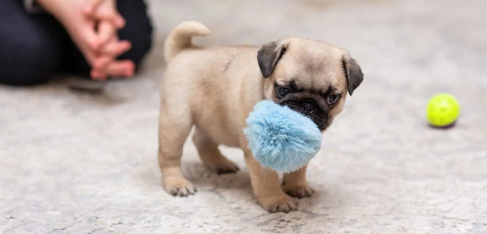 Mini Pug playing with fluffy toy in the house