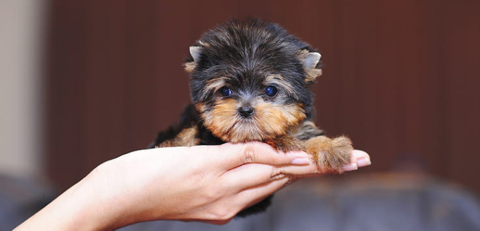 Teacup dogs breed Yorkie on a hand very tiny
