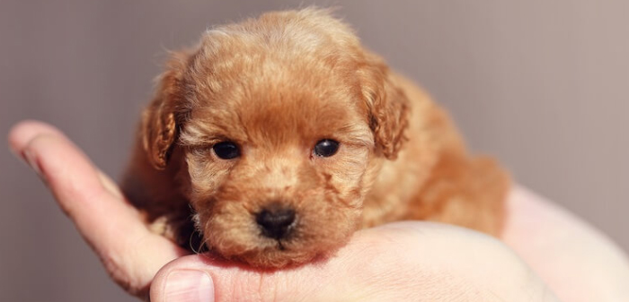 Small Dog Breed Poodle on hand