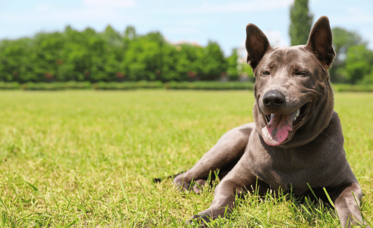 Thai Ridgeback Rottweiler Guard Dog for Family
