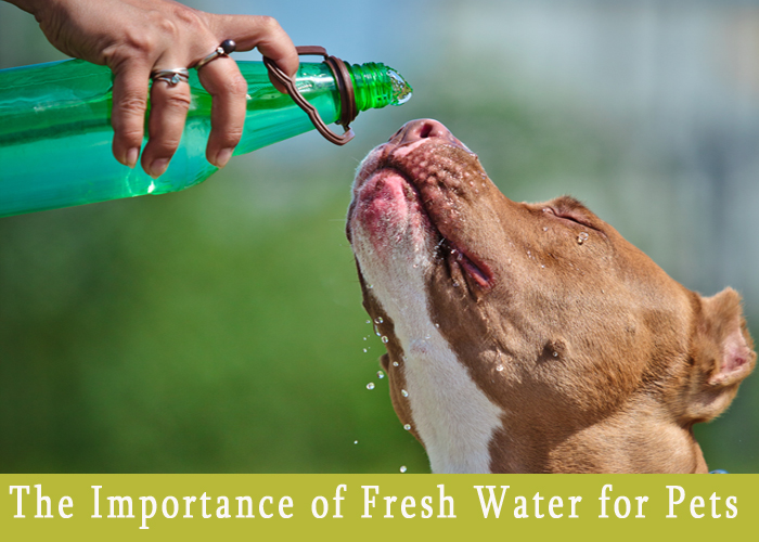 The Importance of Fresh Water for Pets