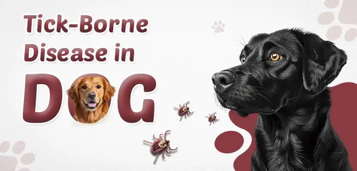 Tick-Borne Disease in Dogs