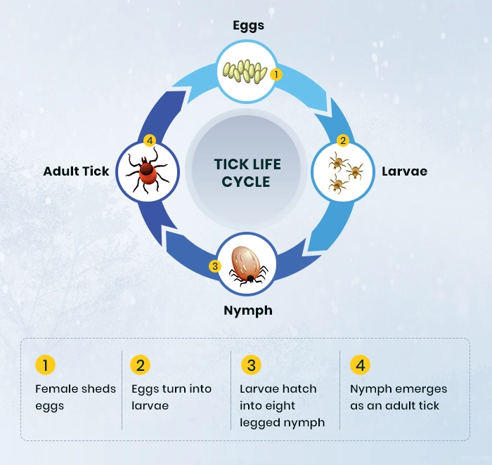 Tick Life Cycle on How Flea and Tick Survive in Winter