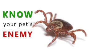 Different Types of Ticks