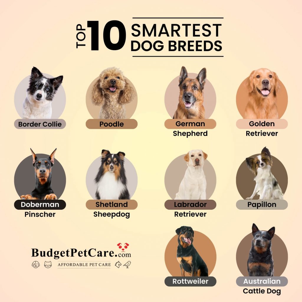 Names of smartest dog breeds of all time in a single image