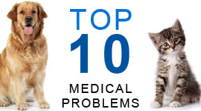 Top10-Medical-Problems-in-Dogs-and-Cats