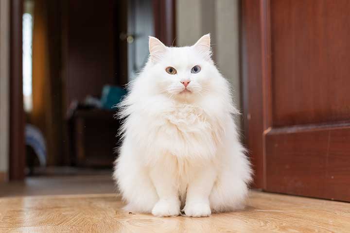 Turkish Angora: a popular cat breeds that get along well with dogs