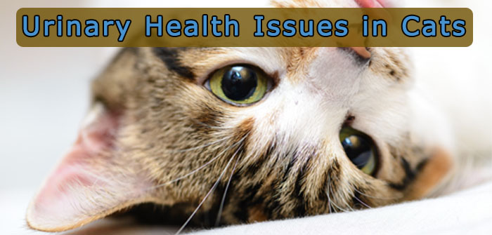 Urinary Health Issues in Cats