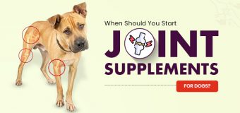 When to Start Giving Dog Joint Supplements: The Optimal Timing for Your Dog’s Long-Term Mobility