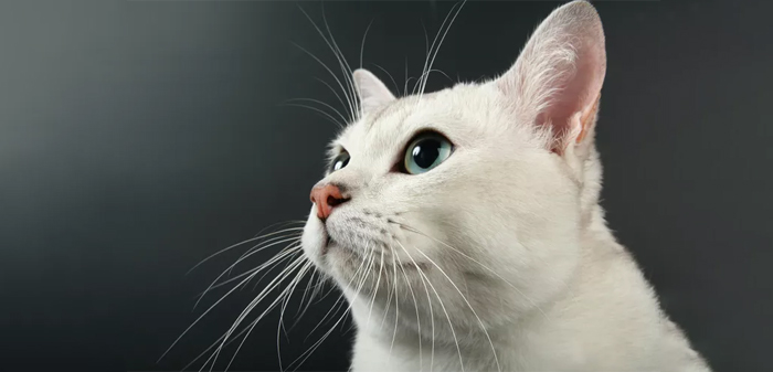 understanding cats whiskers or facial expression and language