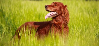 Why Does My Dog or Cat Eat Grass?