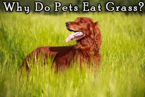 Why-Do-Pets-Eat-Grass