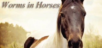 Most Common Worms in Horses