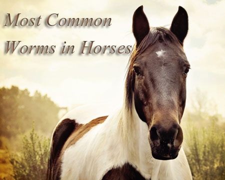 Most Common Worms in Horses 