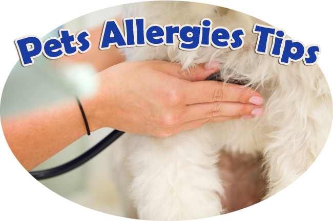 allergy in pets expert advice