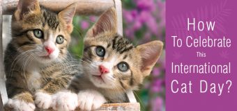 How To Celebrate This International Cat Day?