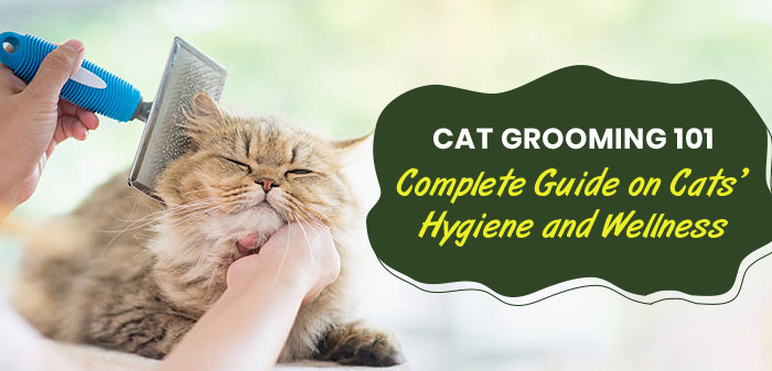 Cat Grooming: Complete guide on hygiene and Wellness