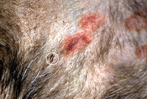 dangers-of-fleas-in-dogs