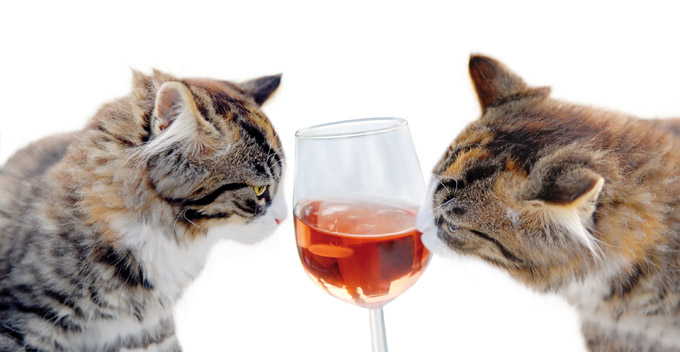 deadly drinks for pets