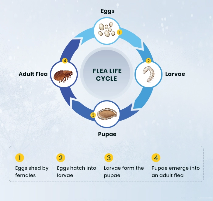Flea life cycle