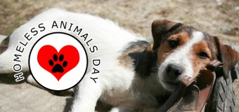 International Homeless Animals Day- Make a change on 15th August 2015!