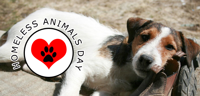 International Homeless Animals Day Special Pet Supplies Discounts
