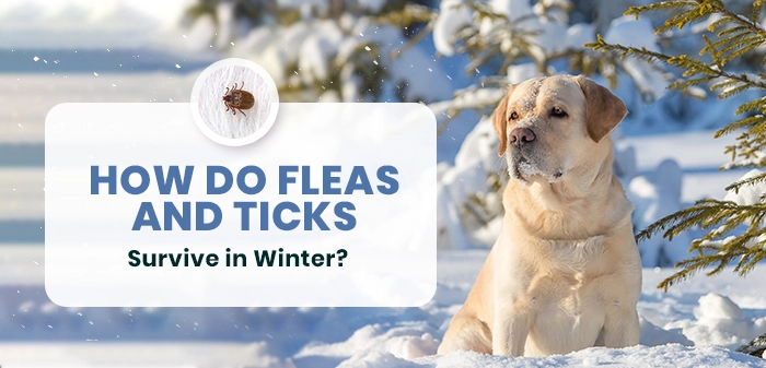 How to Flea and Tick Survive in Winter
