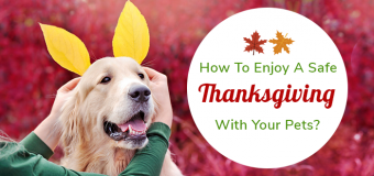 How To Enjoy A Safe Thanksgiving With Your Pets?