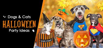 Halloween Party Ideas for Doggy & Kitty