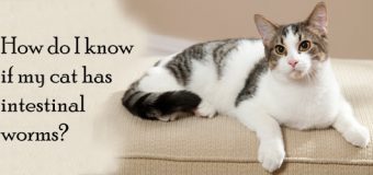 Intestinal Parasitic Infection in Cats – Causes, Symptoms & Treatment