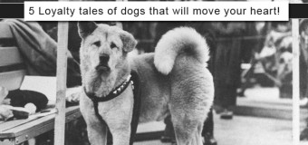 5 Loyalty Tales of Dogs That Will Move Your Heart!