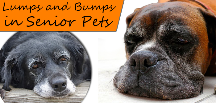 Lumps and Bumps on Dogs