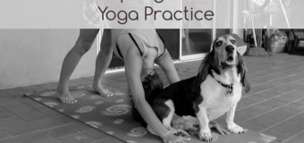 Pets Distracting Their Owner’s Yoga Practice- Distraction At Its Cutest