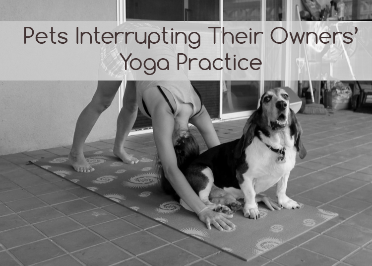 pets interrupting yoga