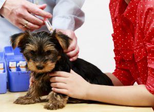 Why Get Your Dog Vaccination