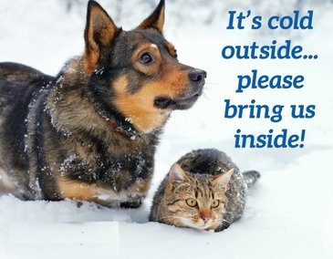dog and cat sitting out in cold weather