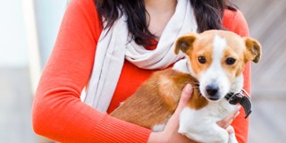 Tried and Tested Tips for Taking Pet to the Office