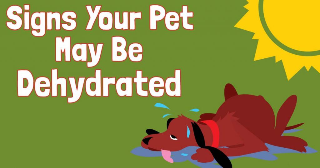 Four Signs Showing Your Dog Is Dehydrated