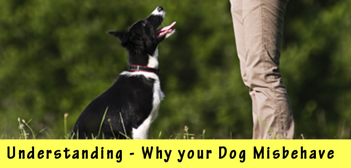 Understanding Your Dogs Misbehavior