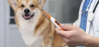 Tick Fever in Dogs: How to Treat and Prevent It Effectively?