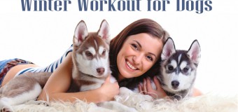 6 Ways to Exercise Your Dog Indoors this Winter