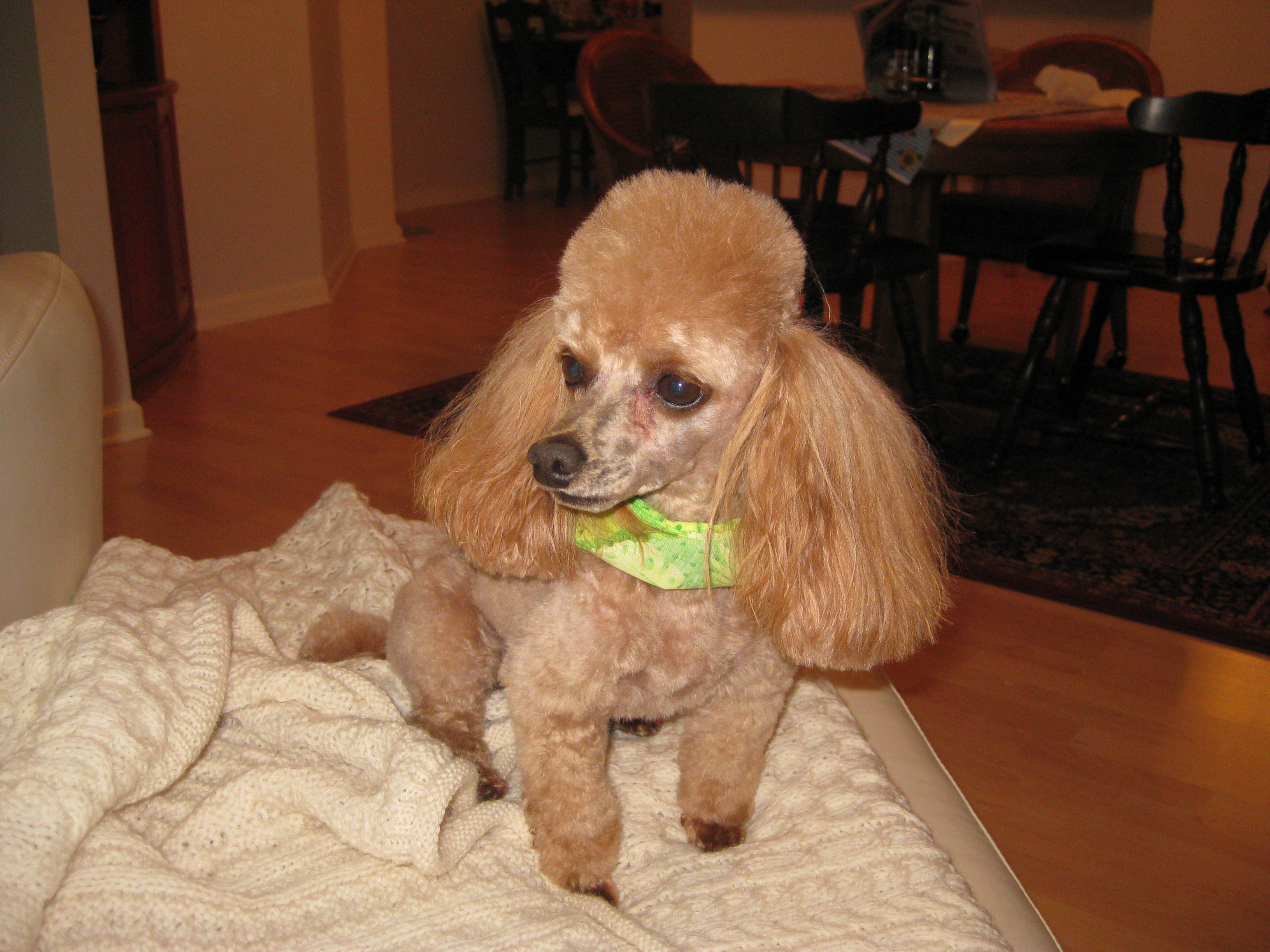 Advantix Reactions Small Dogs Advantix Reactions Small Dogs